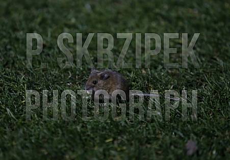 Viertelfinale AOK Landespokal , BFC Dynamo - SV Tasmania Berlin