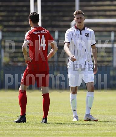 24.Spieltag BFC Dynamo U19 - Hallescher FC U19,