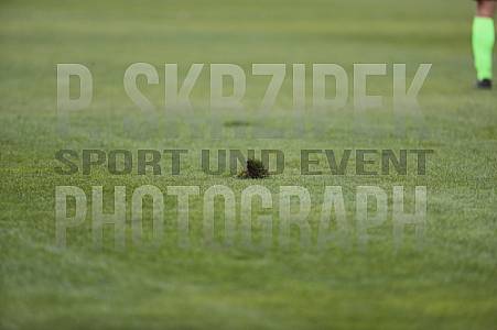 14.Spieltag BFC Dynamo - FSV Union Fürstenwalde ,